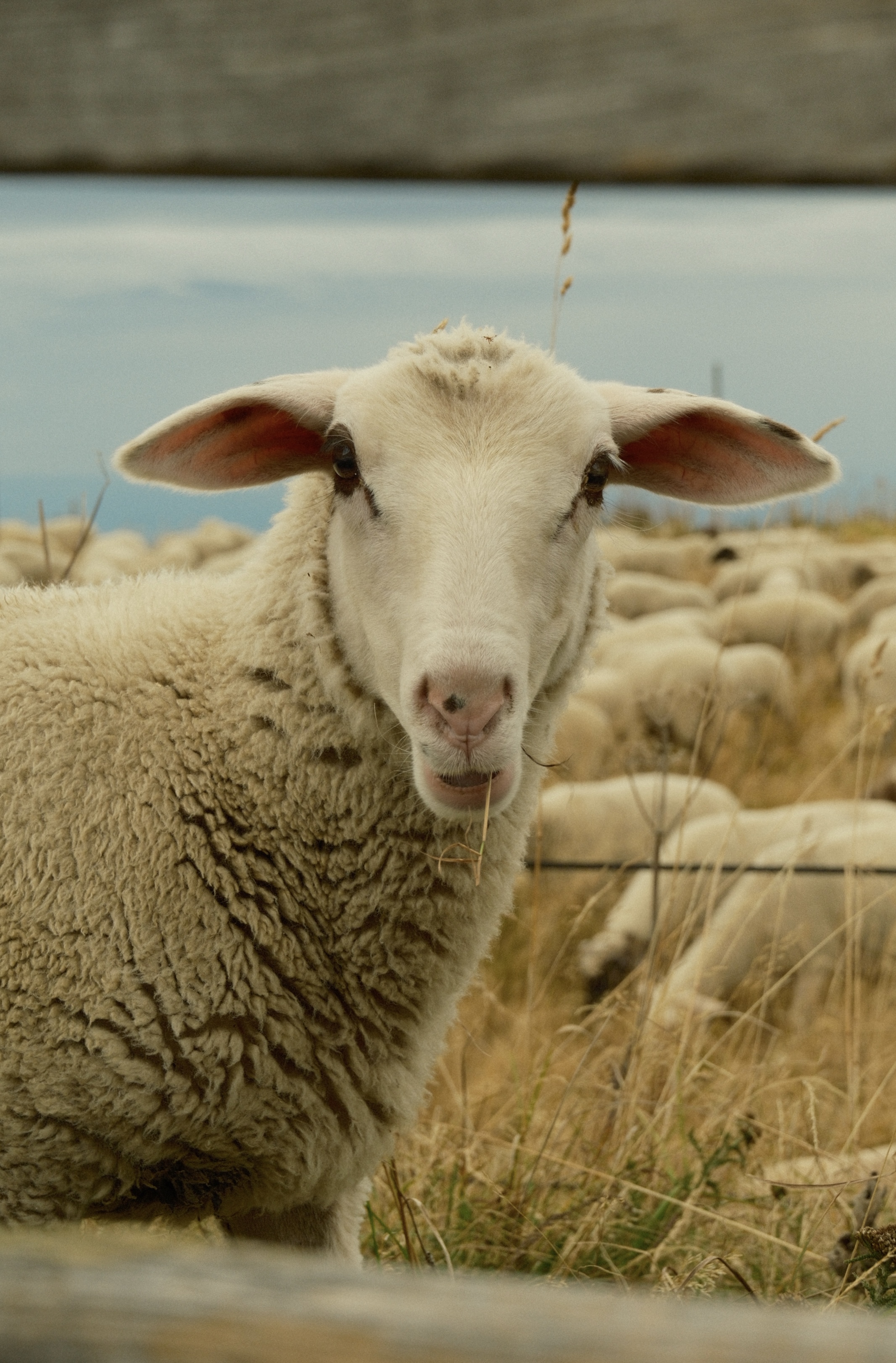 Sheep with grass in mouth